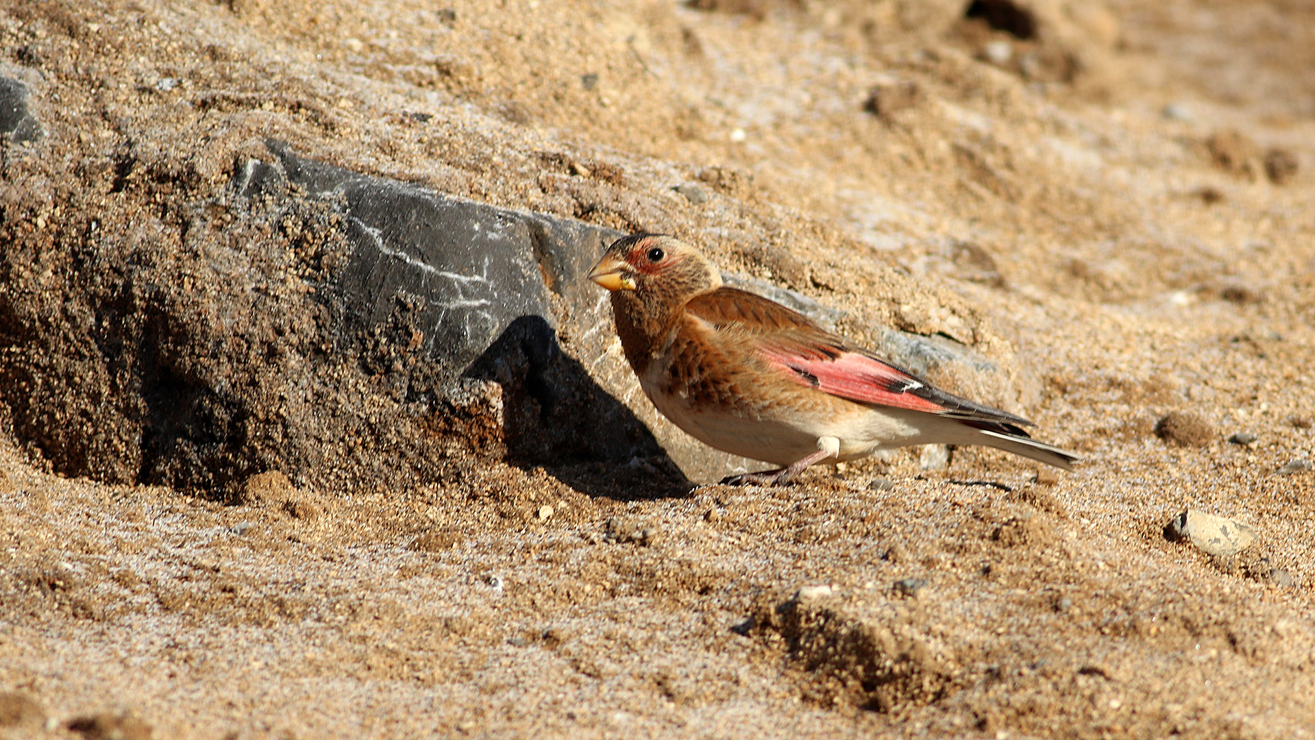 Crimson-winged Finch